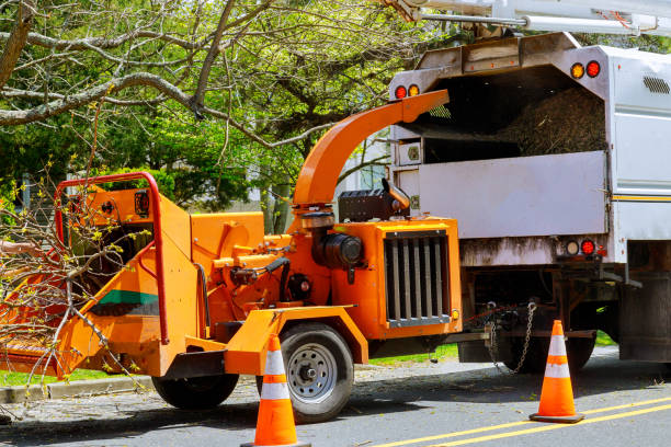 How Our Tree Care Process Works  in  Arbuckle, CA